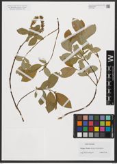Foto von Salix hastata L.